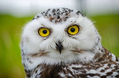 Karlı Baykuş Portresi (Bubo Scandiacus)