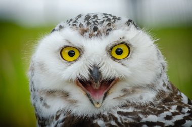 Karlı Baykuş Portresi (Bubo Scandiacus)