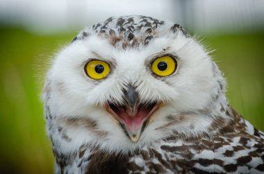Karlı Baykuş Portresi (Bubo Scandiacus)