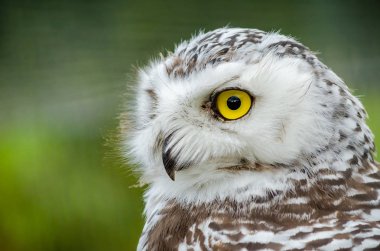 Karlı Baykuş Portresi (Bubo Scandiacus)