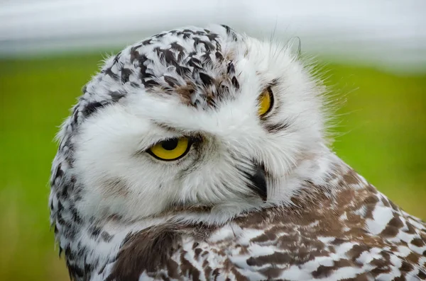 Porträtt av en snöig Uggla (Bubo scandiacus) — Stockfoto