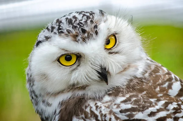 Porträtt av en snöig Uggla (Bubo scandiacus) — Stockfoto