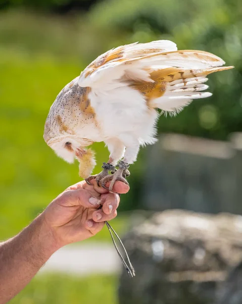 En lada Uggla (Tyto Alba) matar från en falkjakt hand — Stockfoto