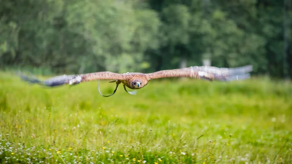 Пленённый белохвостый орел (Haliaeetus albicilla) летит низко и быстро по пышному зеленому лугу из трав и диких цветов . — стоковое фото