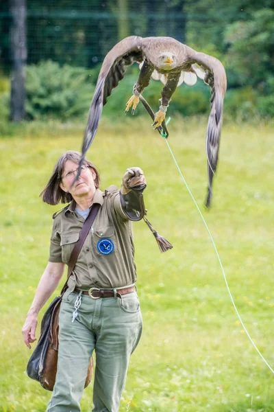 Un'aquila dalla coda bianca prigioniera (Haliaeetus albicilla) viene lanciata per il volo da una mano guantata dei Falconieri . — Foto Stock