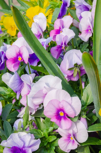 Un montón de coloridas mariquitas de jardín, también conocidas como violas . — Foto de Stock