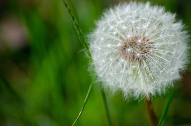 Karahindiba tohumu kafasının yakından kapatılması beyaz tohum detaylarını gösterir. Olgun tohumlar kolayca tohum baş ayırmak ve rüzgar tarafından dağıtılır beyaz, kabarık 