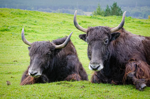 Yaks domésticos en reposo Imagen de archivo