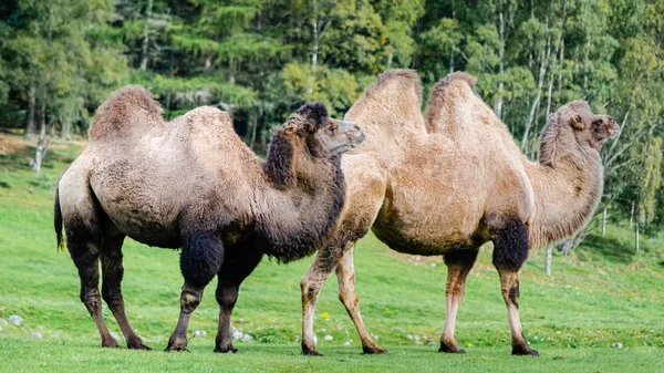 Δύο εξημερωμένες Βακτριάν καμήλες που στέκονται σε ένα βοσκότοπο — Φωτογραφία Αρχείου