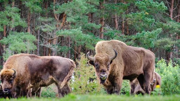 Стадо европейских бизонов — стоковое фото