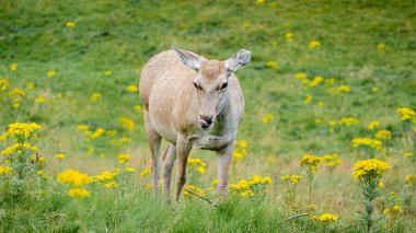 Bir dişi Red Deer, ya da arka, yemek için hazırlar