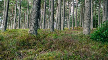 Scottish Pine Forest Floor