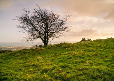 Silhouetted Tree on Knockagh Hill