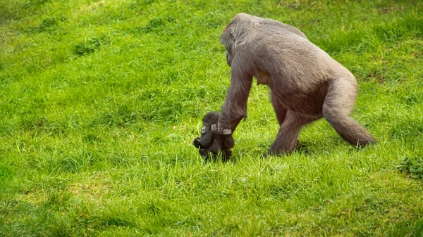 Western Lowland Gorilla Mother carries her Infant — ストック写真