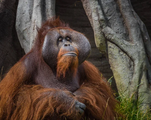 Orangutan Portrait - Facial expressions