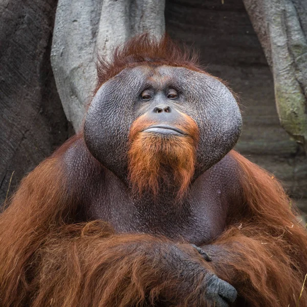Een gevangene volwassen orang-oetans portret Stockfoto