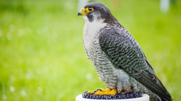 Un halcón peregrino cautivo (Falco peregrinus) posado — Foto de Stock