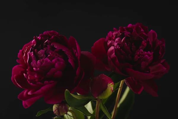 Peonia su sfondo scuro — Foto Stock