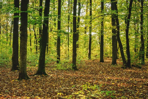 Época de otoño del año . — Foto de Stock