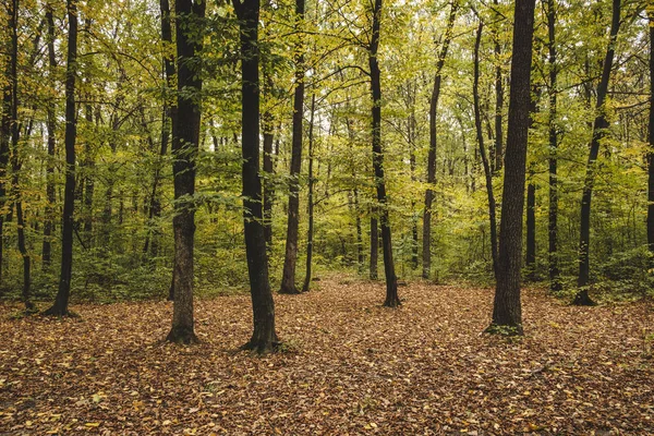 Época de otoño del año . — Foto de Stock