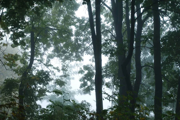 Niebla en el bosque — Foto de Stock