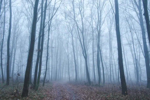 Niebla en el bosque — Foto de Stock