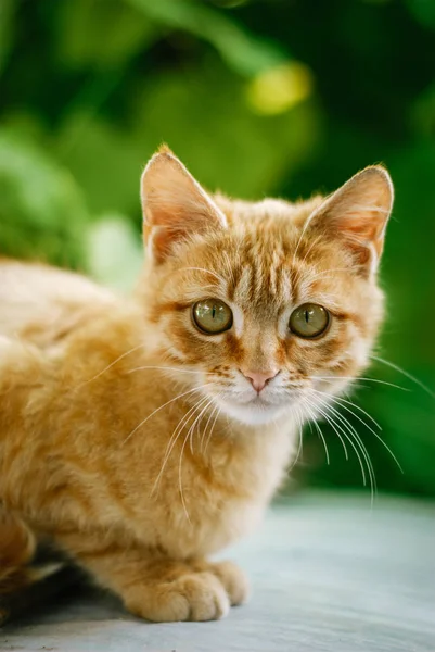 Pequeño rojo gatito es sentado — Foto de Stock