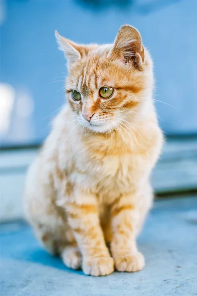 Small red kitten is sitting — Stock Photo, Image