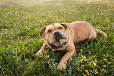 Brown dog cane corso