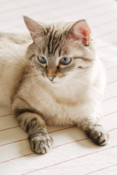 Mavi gözlü tekir kedi — Stok fotoğraf