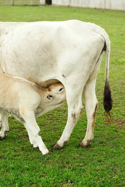 Vaca e vitelo húngaros . — Fotografia de Stock