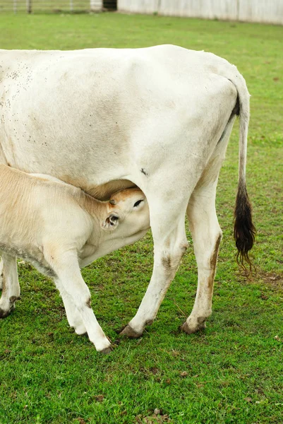 Vaca y ternero húngaros . —  Fotos de Stock