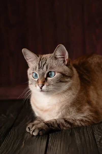 Tabby cat with blue eyes — Stock Photo, Image