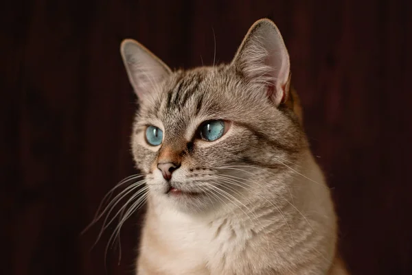 Mavi gözlü tekir kedi — Stok fotoğraf