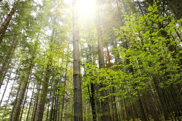Bosque con luz solar . — Foto de Stock