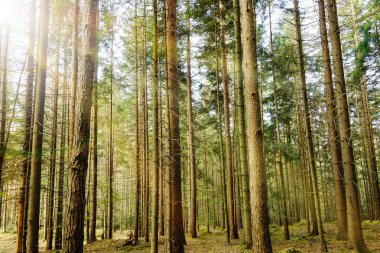 güneş ışığı ile orman.