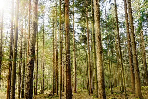 Bosque con luz solar . — Foto de Stock