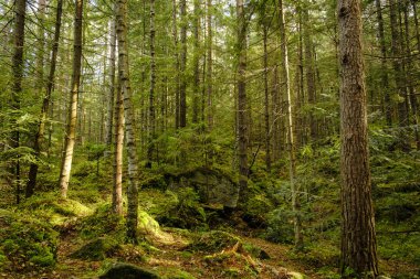Parlak yeşil orman, güzel ışık girsin.