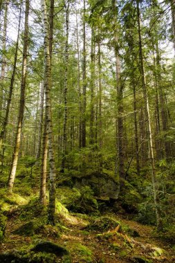 Parlak yeşil orman, güzel ışık girsin.