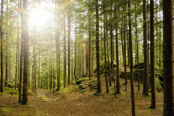 Brillante Sol Bosque Verde Hermosa Luz — Foto de Stock