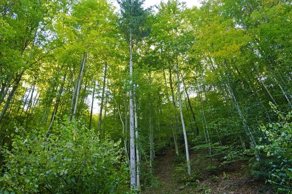 Strålande Solsken Den Gröna Skogen Vackert Ljus — Stockfoto