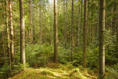 güneş ışığı ile orman.
