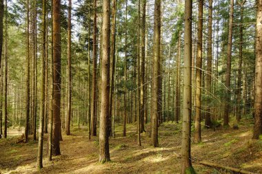 güneş ışığı ile orman.