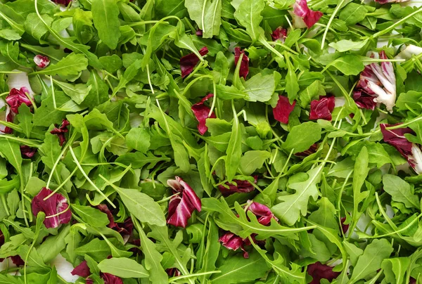 Pile of chicory leaves, edible greens with red vegetable leaves, viewed in close-up full frame. Kitchen background concept