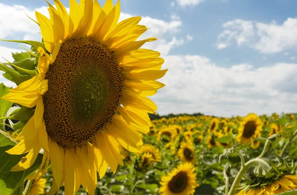 Beyaz bulutlar ile mavi gökyüzüne karşı alanda güzel sarı ayçiçeği