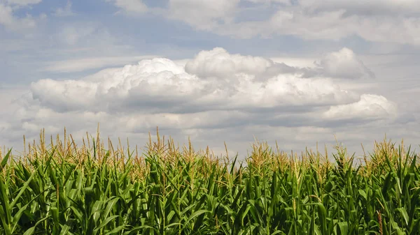 Corn field on hot summer day — Stock Photo, Image