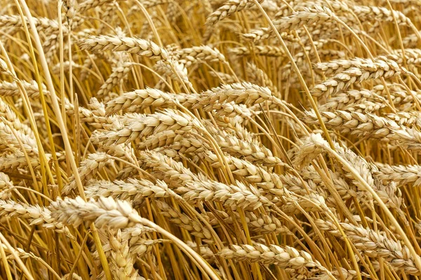 Golden wheat growing in field during summer — Stock Photo, Image