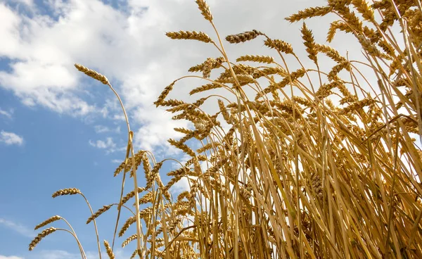 Golden ear of wheat growing in field — Stock Photo, Image