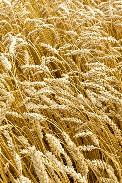 Closeup Golden Ears Wheat Waving Wind Hot Day — Stock Photo, Image