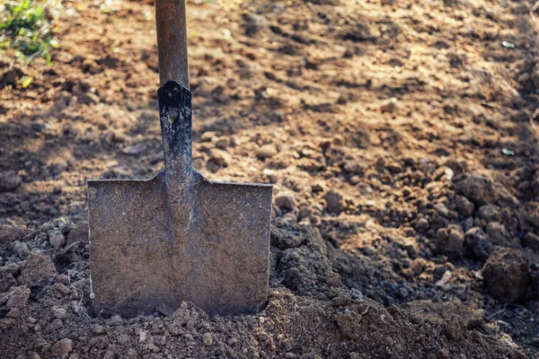 Old spade or shovel stuck in freshly dug earth — Stock Photo, Image